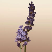 BURBERRY GODDESS  100ml-218285 BURBERRY GODDESS  100ml-218285 3